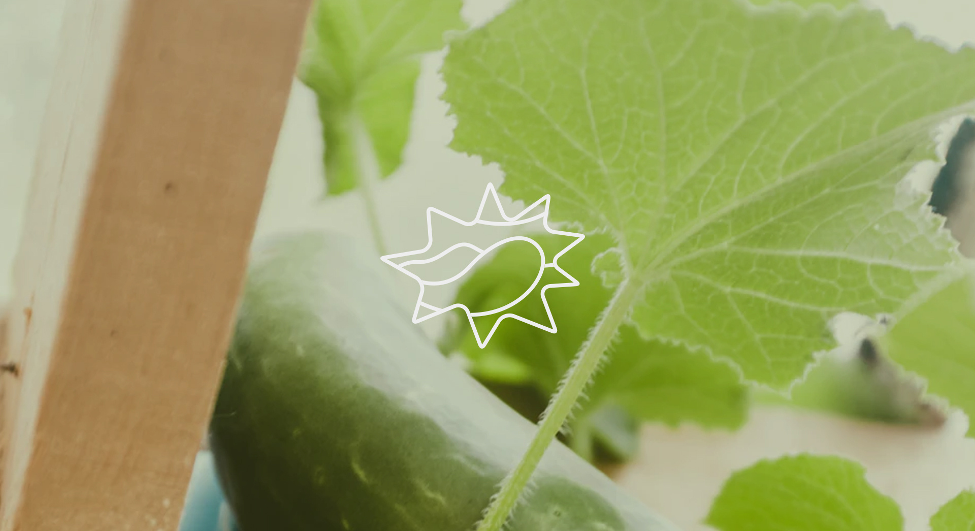 广东一周新增报告1387例基孔肯雅热本地病例，呈连续下降趋势